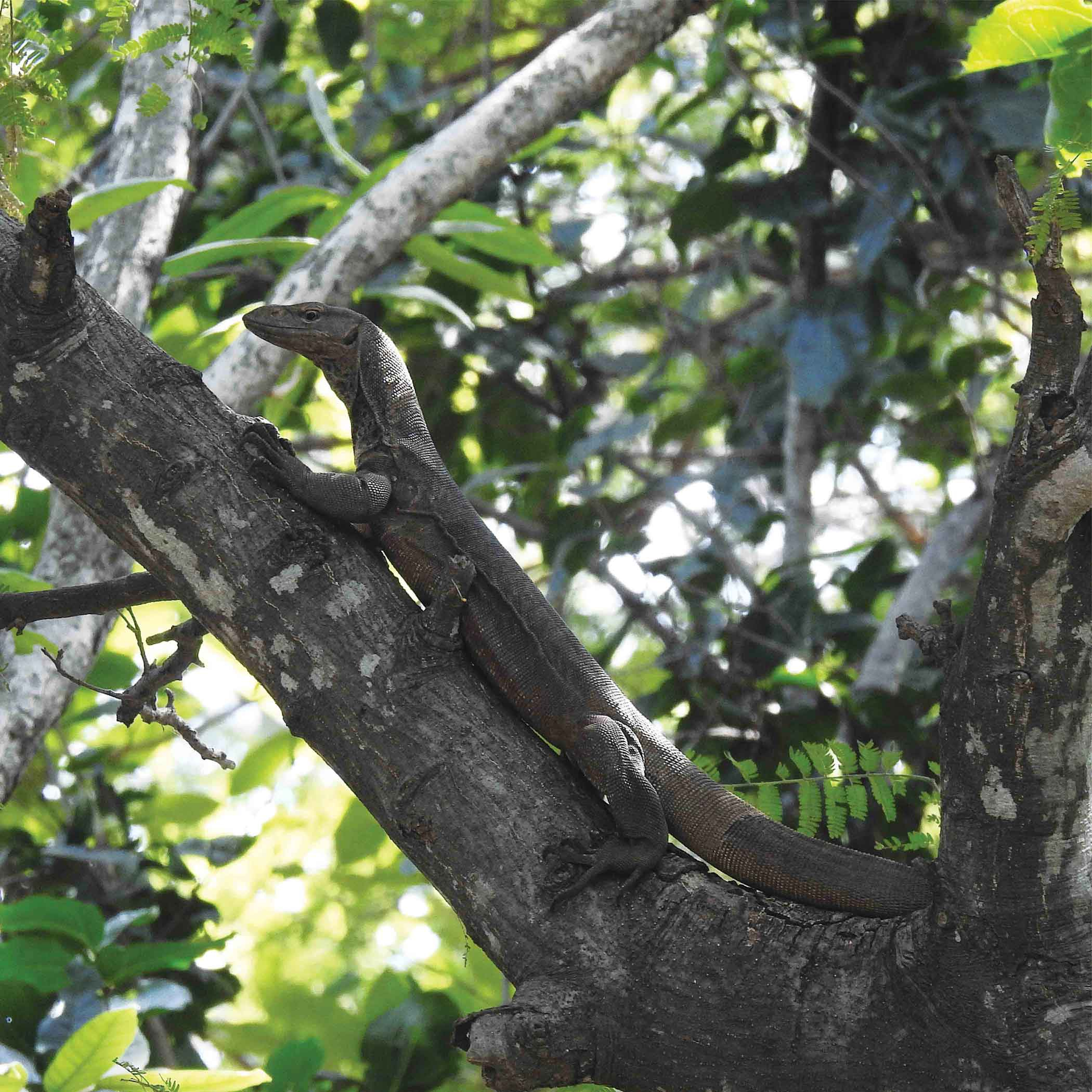 Indian Monitor Lizard